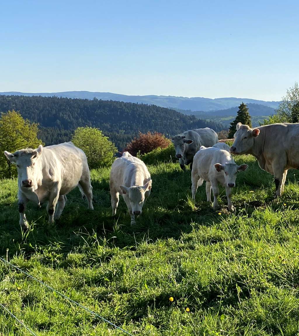 Vie Communale R Gles De Bon Voisinage Mairie De Cervi Res